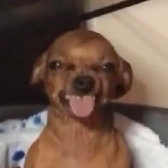 Chien tuto 1