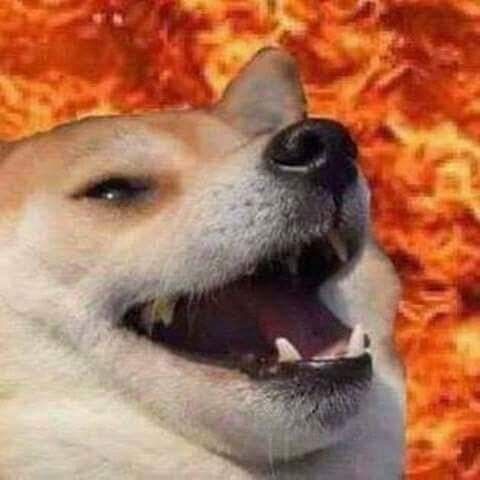 Chien Tuto 2