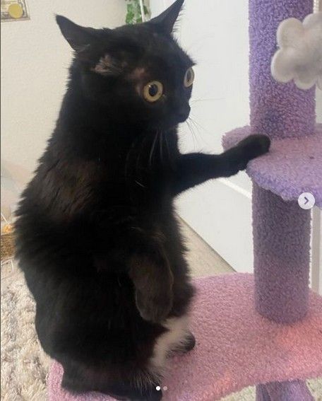 Chat Tuto 4